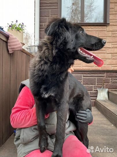 Собака Девочка Бэтти