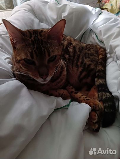 Бенгальская кошка
