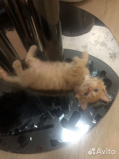 Отдам красивого котенка в надежные руки