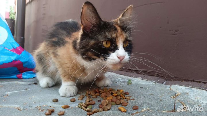 Красавица в добрые ручки