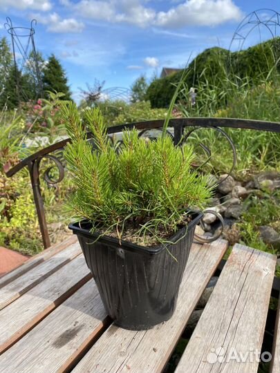 Саженцы хвойных растений