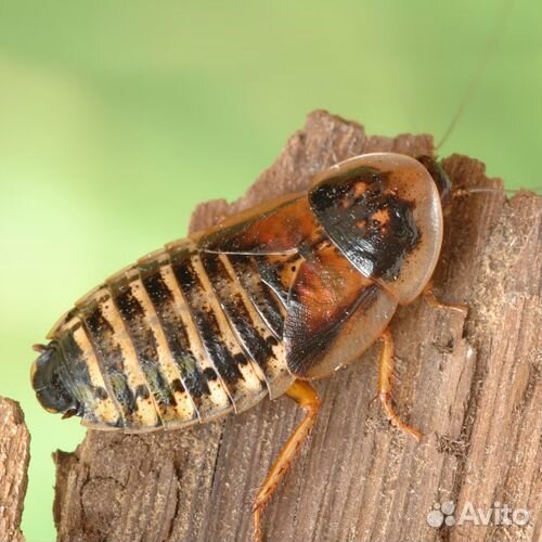 Аргентинские тараканы