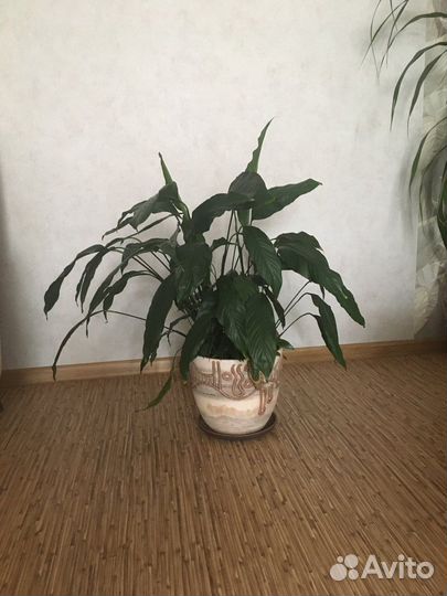 Комнатные растения