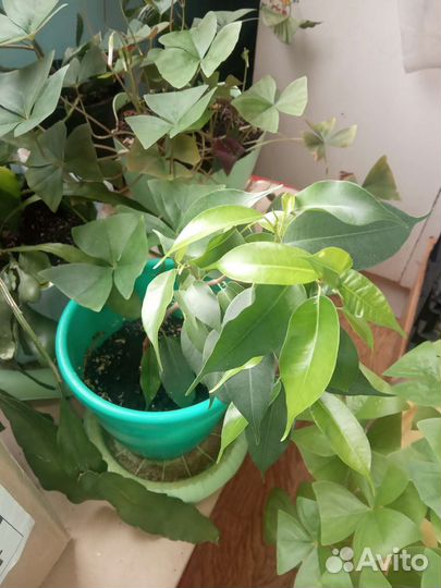 Комнатные цветы