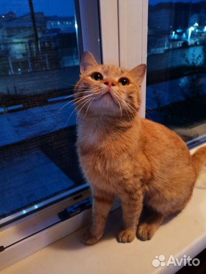 Найден рыжий кот