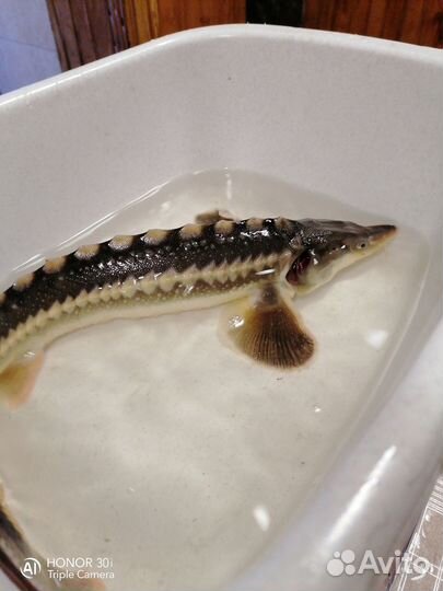 Рыбки для аквариума