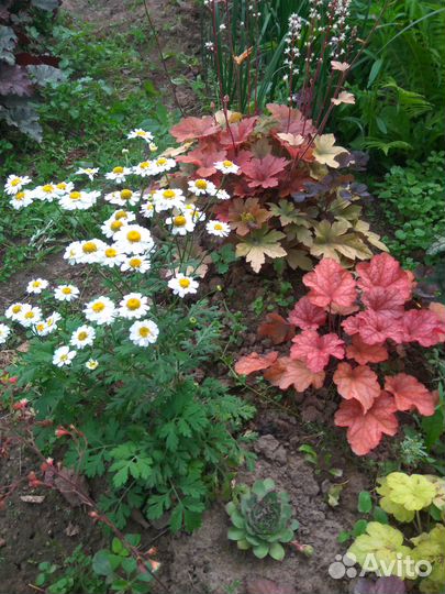 Многолетники для сада