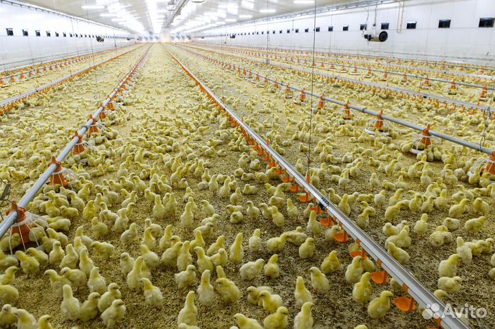 Вахта.Челябинск.Жилье.Проезд.Уход за птицей