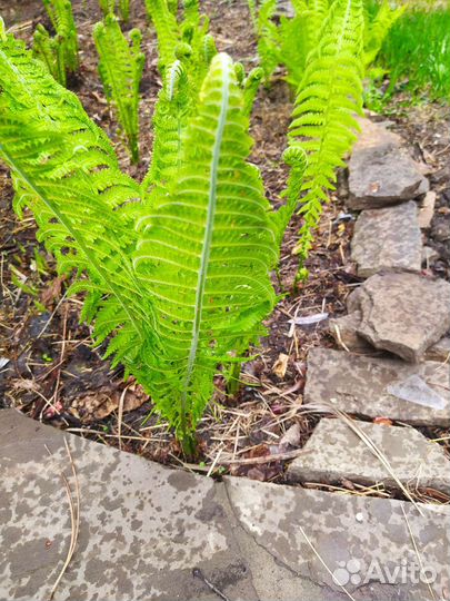 Клематис ароматный, мелкоцветковый