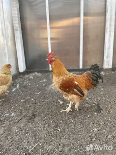 Петух кучинский