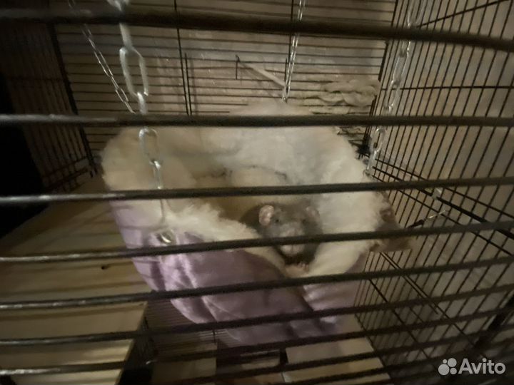 Продам крыс с клеткой