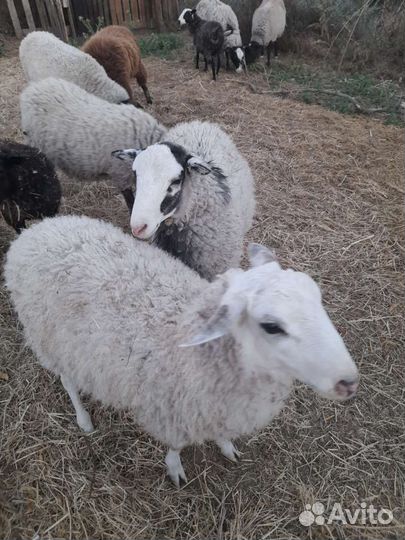 Овцы романовской породы