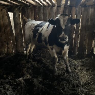 Быки живым весом продать