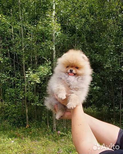 Мини шпиц девочка