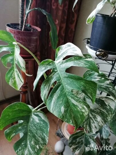 Монстера вариегатная верхушка
