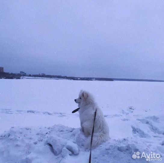 Щенки самоеда