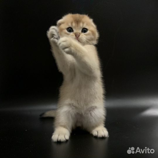 Котята золотая шиншилла вислоухие