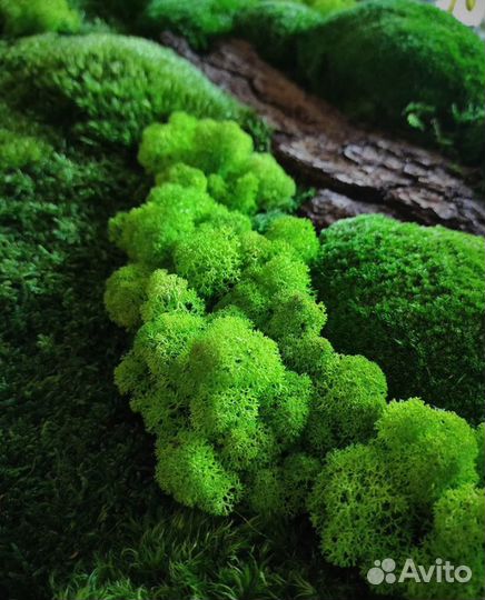 Стабилизированный мох, растения