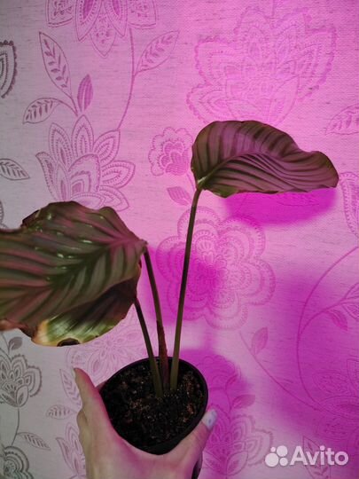 Калатея орбифолия