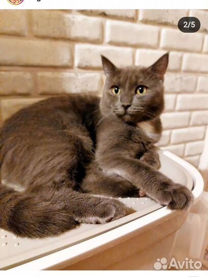 Русская голубая кошка Милана 9 месяцев, стерелизо
