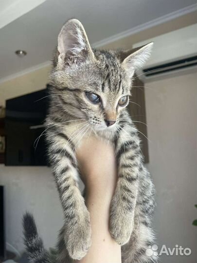 Котята в добрые руки приучены к лотку