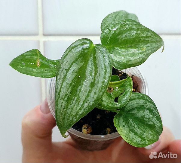 Филодендроны сердечки