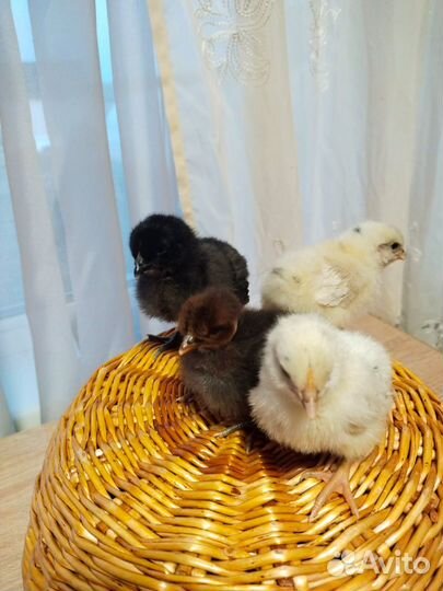 Продам цеплять