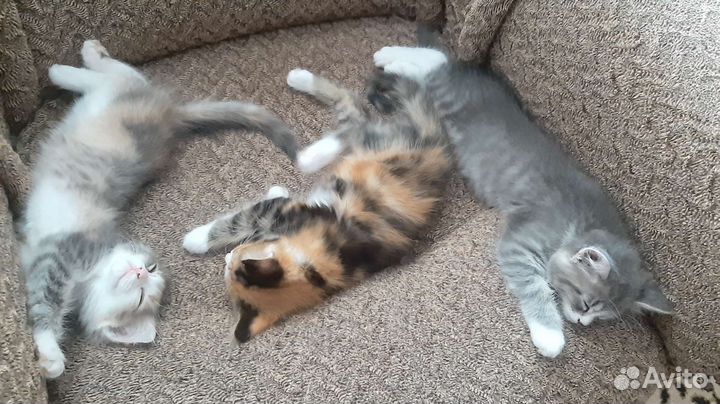 Кошка в дар бесплатно