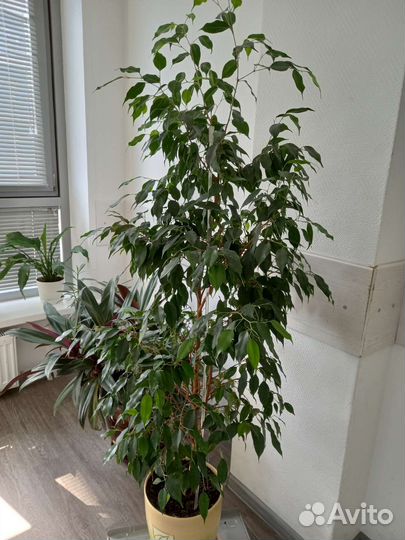 Замиокулькас фикусы Али Каучуконосный Бенжамин