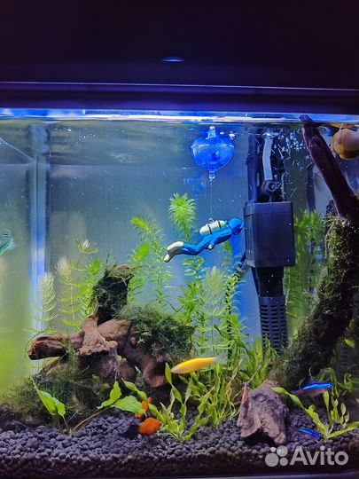 Аквариум с рыбками и оборудованием