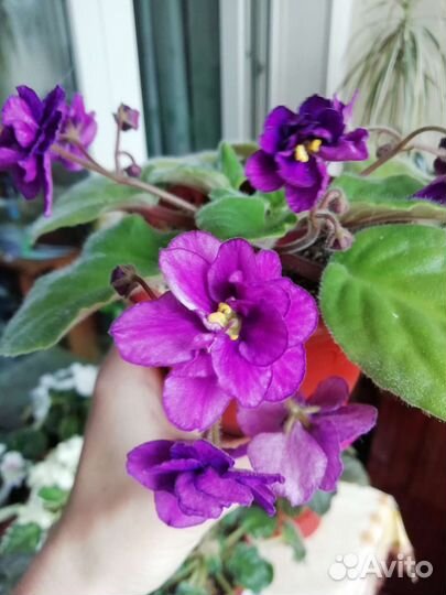 Фиалка продажа или обмен