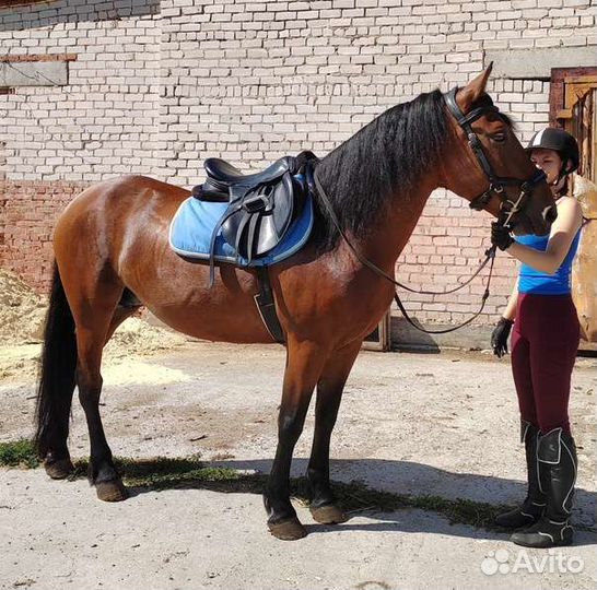 Идельные кобылы