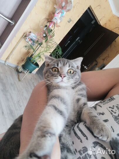 Кошечка в добрые руки