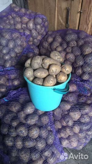 Продам домашний картофель