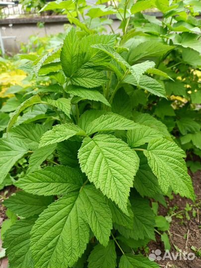 Саженцы ремонтантной малины и малинового дерева