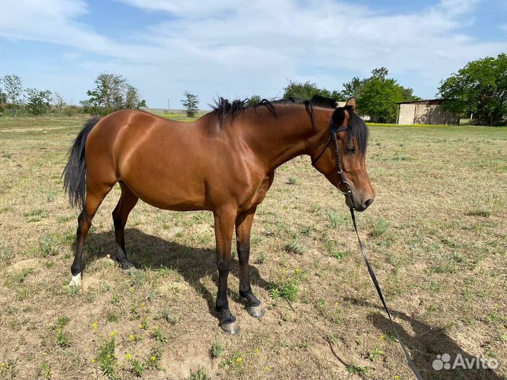 Арабские лошади
