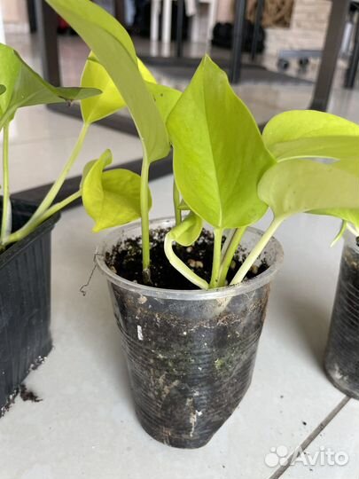 Эпипремнум Голден Потос (сциндапсус неон)