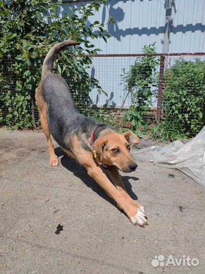 Собака в добрые руки