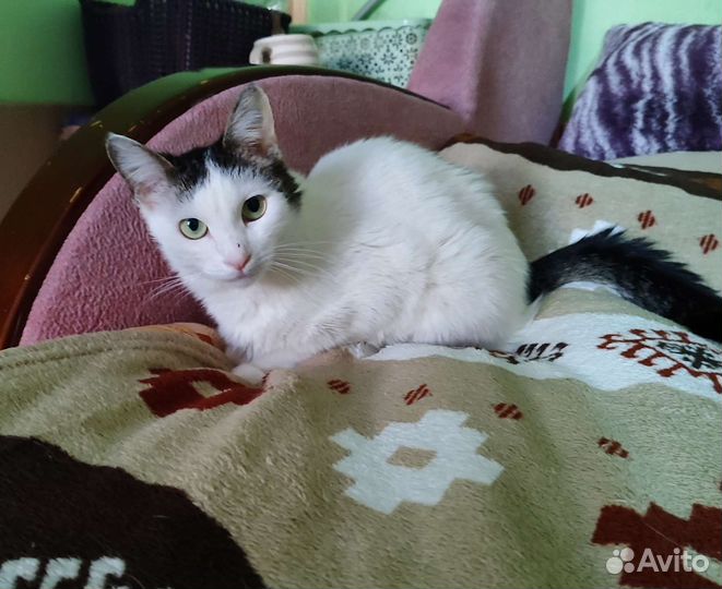 Ласковая Нюша