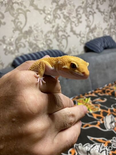 Геккон эублефар