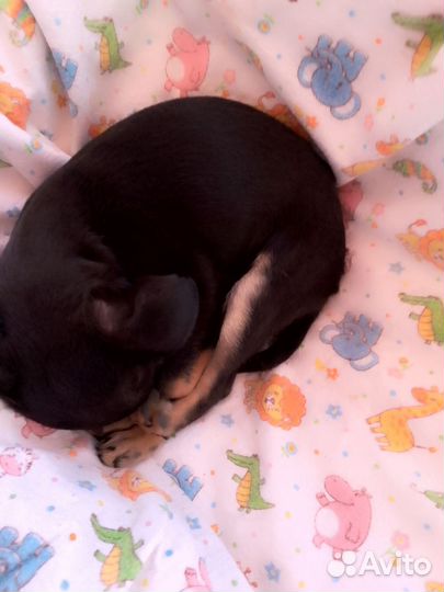 Мини Той-терьер - требуется хозяин