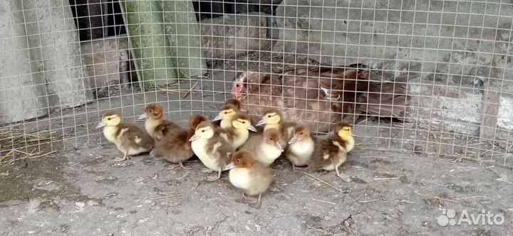 Утки красный бык