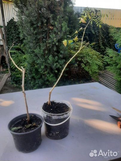 Цветы для сада