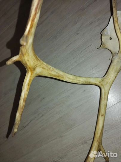 Рога оленя на черепе