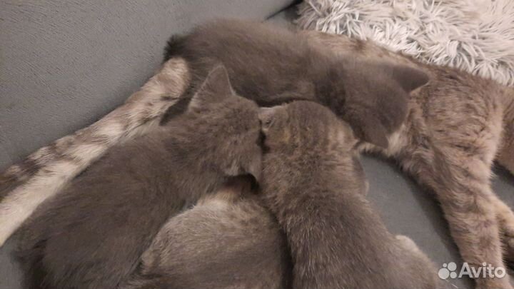 Шотландские котята