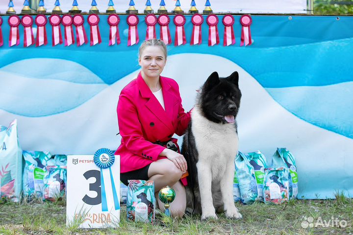 Хендлер. Подготовка и показ собак на выставке