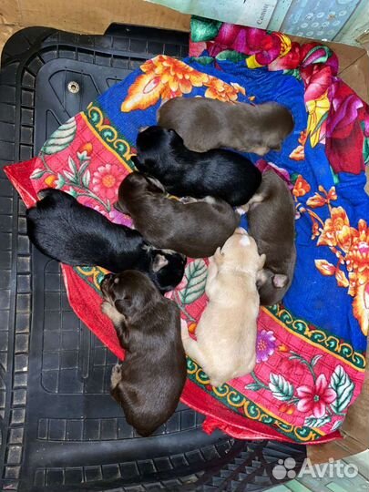 Той-терьер щенки