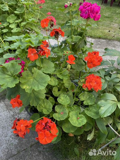 Пеларгония герань