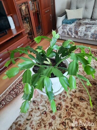 Декабрист шлюмбергера