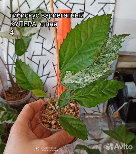 Гибискус вариегатный купера